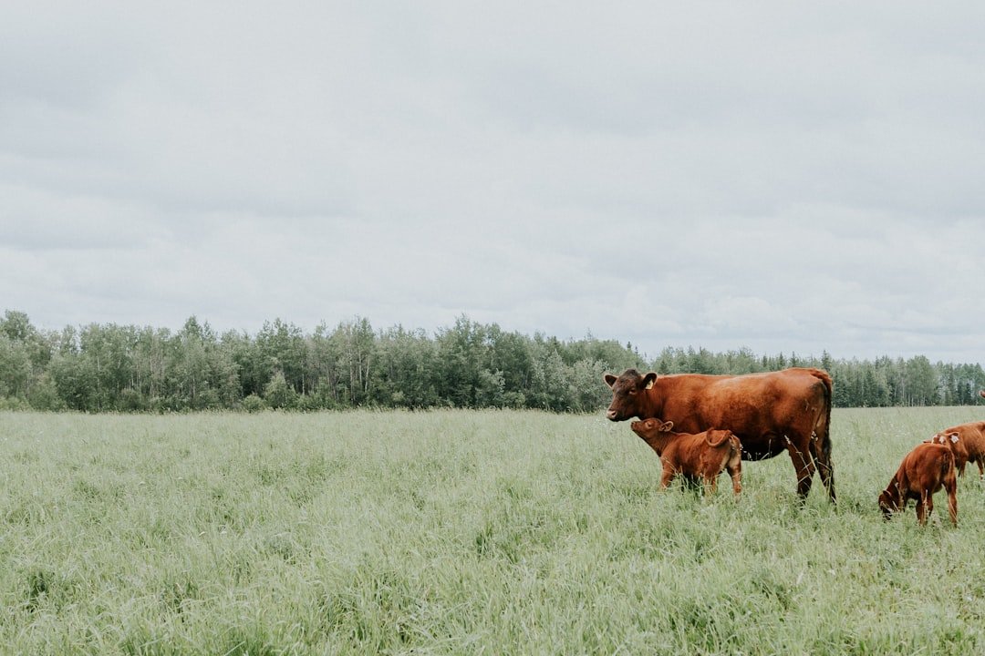 brown-cattle-on-green-field-surrounded-with-green-trees-under-white-and-blue-sky-omgxwubc7kg