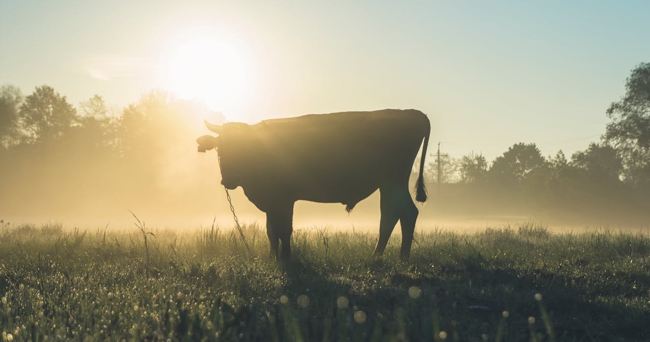 Silhouette of a cow standing in a misty pasture at sunrise, surrounded by fog and sunlight.