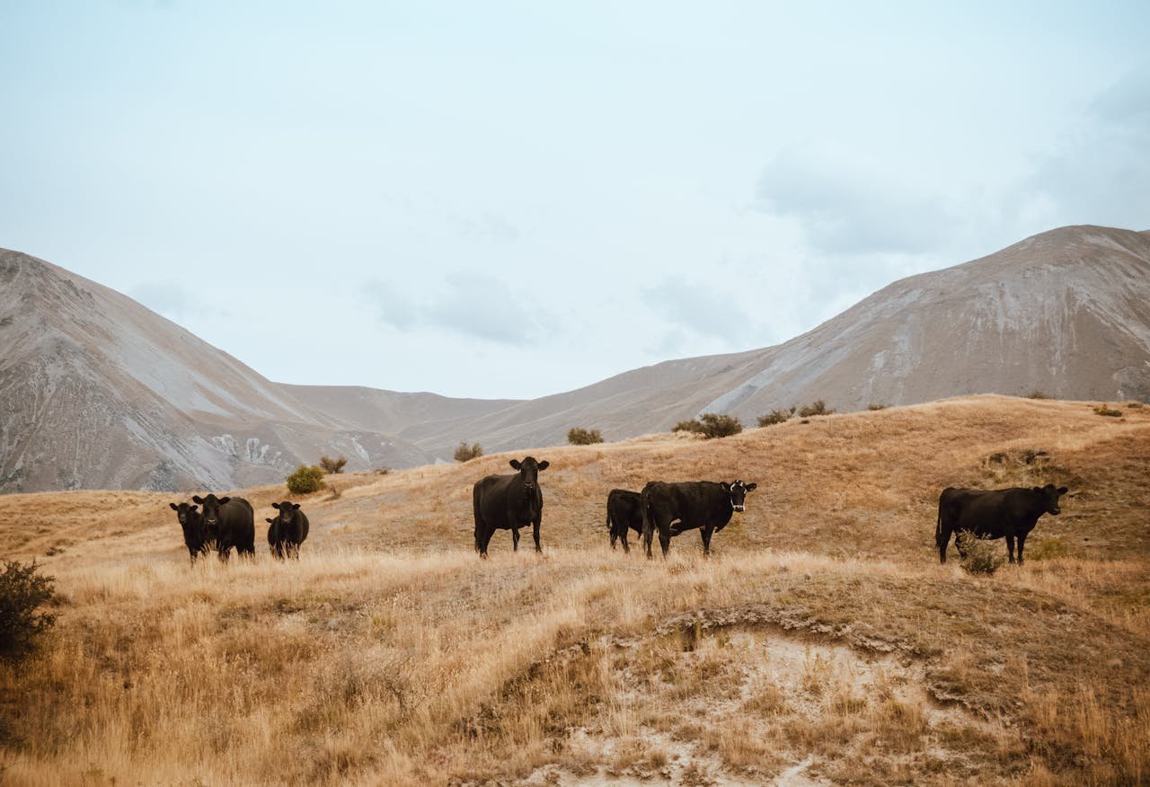 Herd of black cows grazing in a rural mountainous landscape under cloudy sky.