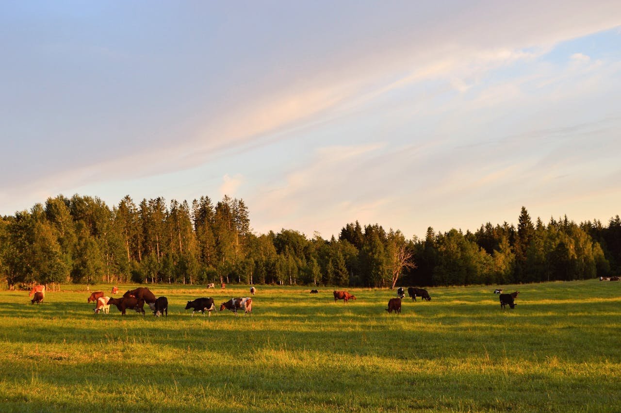 Cows graze peacefully in a sunny summer field near Swedish forest. Perfect rural landscape.