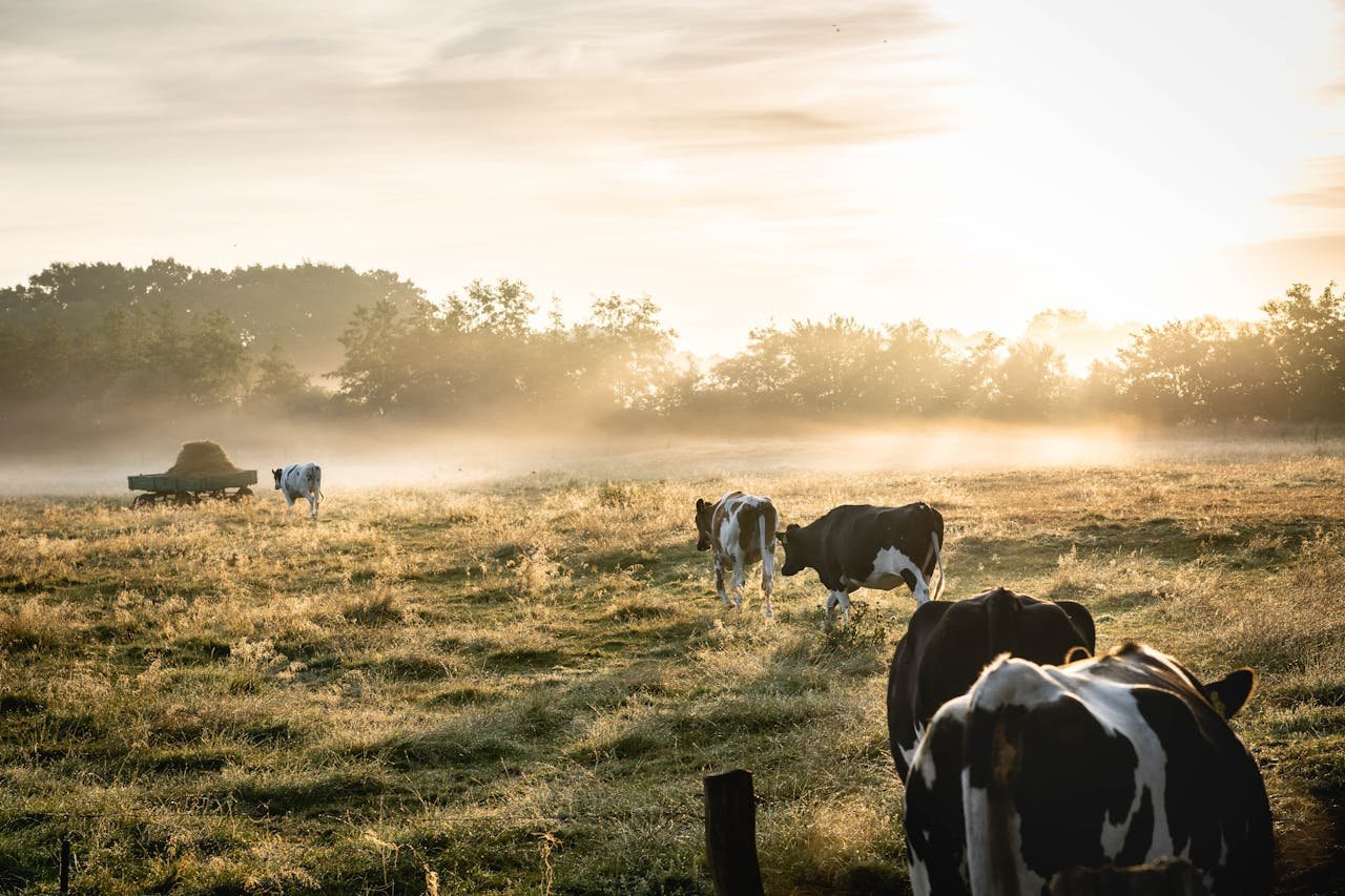 Cows grazing in a foggy field at sunrise, capturing rural tranquility and natural beauty.